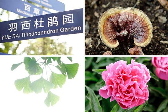 羽西品牌作为中国科学院昆明植物研究所的荣誉赞助伙伴,支持天然植物在美容领域的运用研究。羽西杜鹃园正是二者紧密合作的重要里程碑。